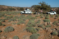 Expeditionen - Erlebnisreisen - Reisen mit Expeditions- und Erlebnisreise-Charakter - Marokko - Gelndefahrzeuge in Kakteenlandschaft